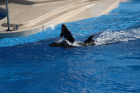 thumbs/seaworld 034.png